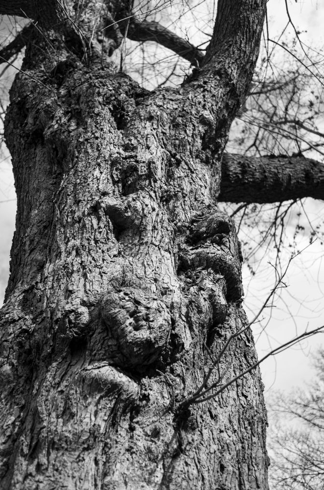 A black-and-white photo of a tree trunk, looking up; it looks like a face of an old person opining with some asperity.