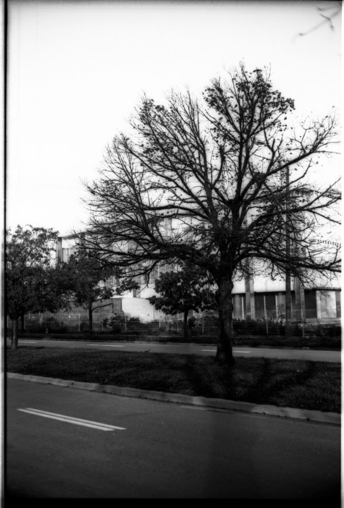 A black-and-white photo of a tree at the end of fall, in the median of a boulevard, in front of a modernist three-storey building. The tree is rendered in a black so dense it seems to glow black.
