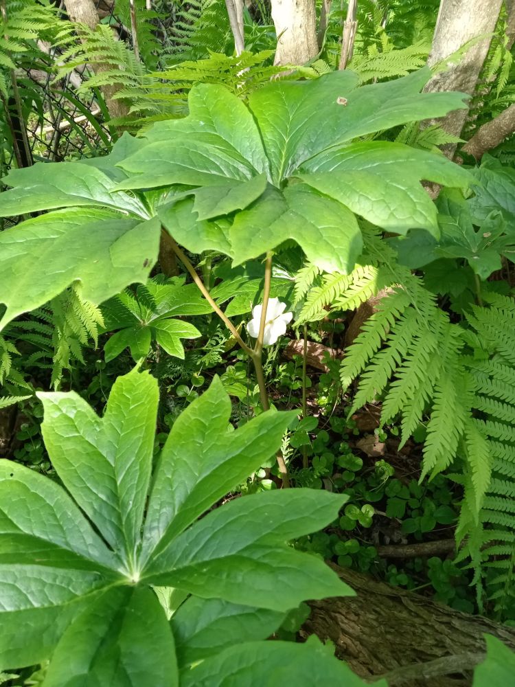 Mayapple flower #OntarioNativePlants