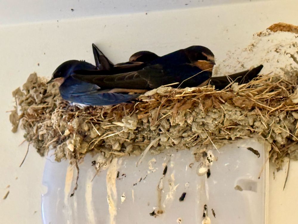 Schwalbennest mit Schwalbenpaar.