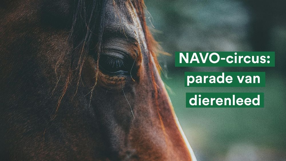Een close-up van de zijkant van het hoofd van een bruin paard. Het paard heeft een trieste uitdrukking. Op de voorgrond staat in witte letters met een groene achtergrond ‘NAVO-circus: parade van dierenleed’.
