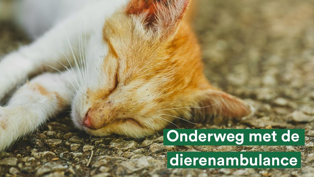 Een foto van een oranje kat met dichte ogen op een versteende weg. Op de voorgrond staat in witte letters met een groene achtergrond ‘Onderweg met de dierenambulance’.