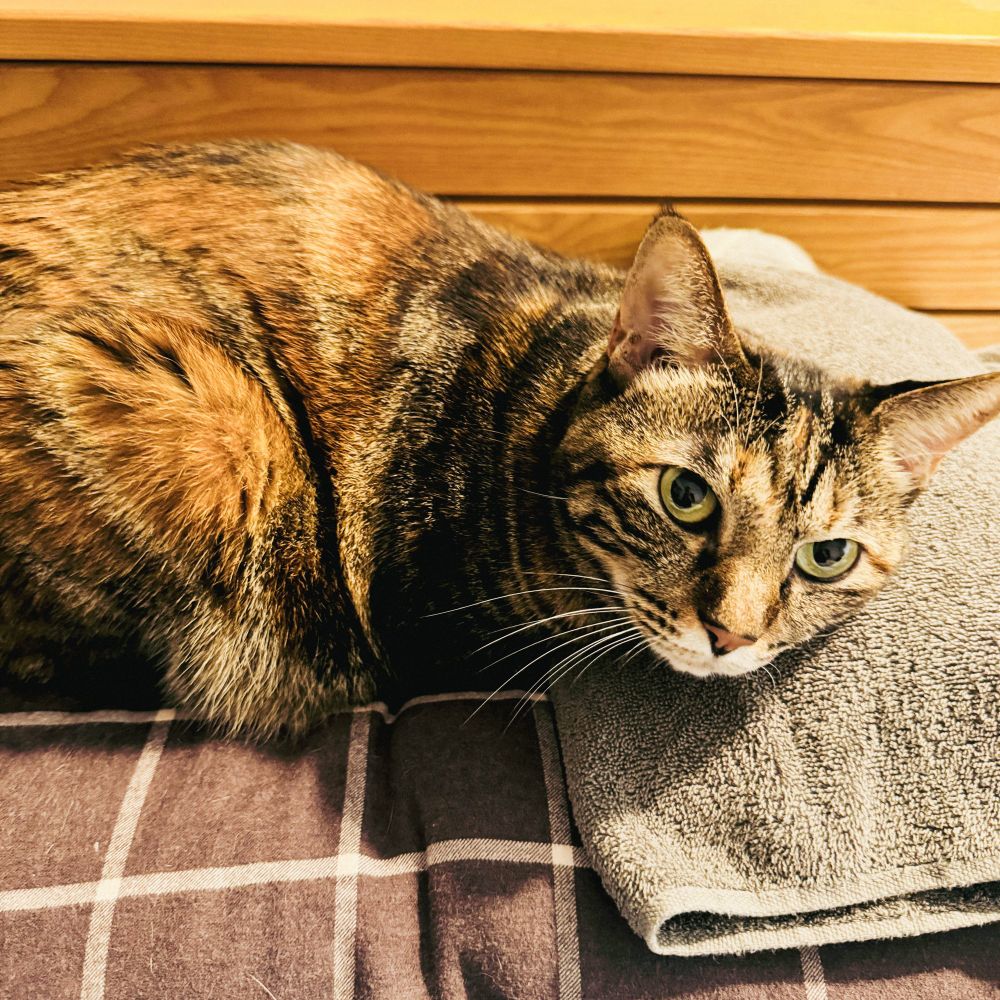 湯たんぽをまくらのようにして、ぬくぬくしてる猫の図