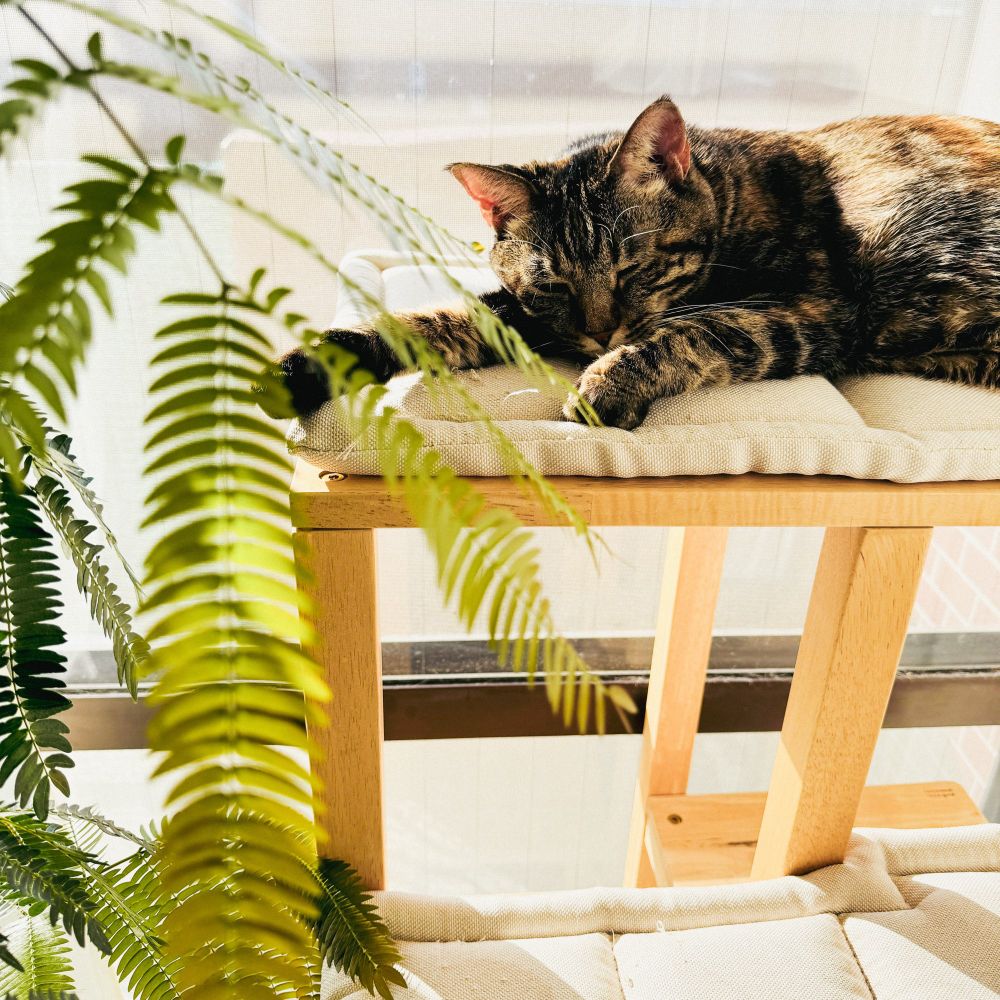 キャットタワーでねむる猫のそばにエバーフレッシュの葉っぱも光合成している様子