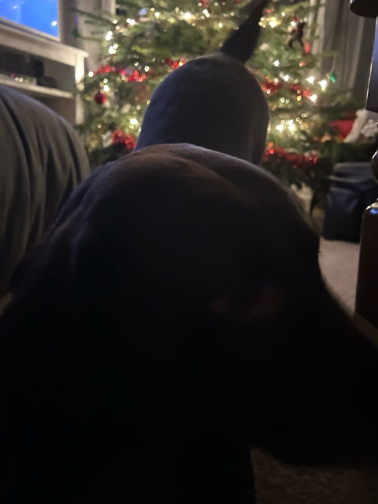 A chocolate labrador retriever doing the downward dog pose with her face right up next to the camera and her wagging tail sticking up in the air. Her face is moving so itβs blurred. There is a lit Christmas tree in the background, although itβs mostly covered by the dogβs back and butt and tail.