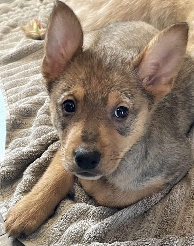 A mixed-breed puppy at 2 months of age