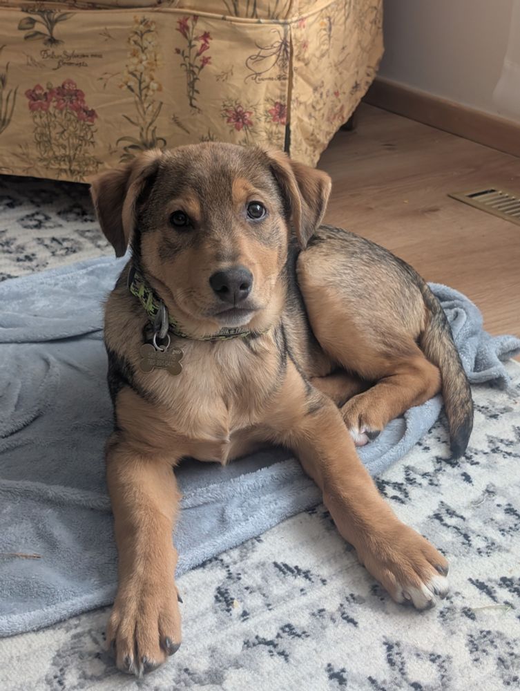 A mixed-breed puppy at 4 months of age