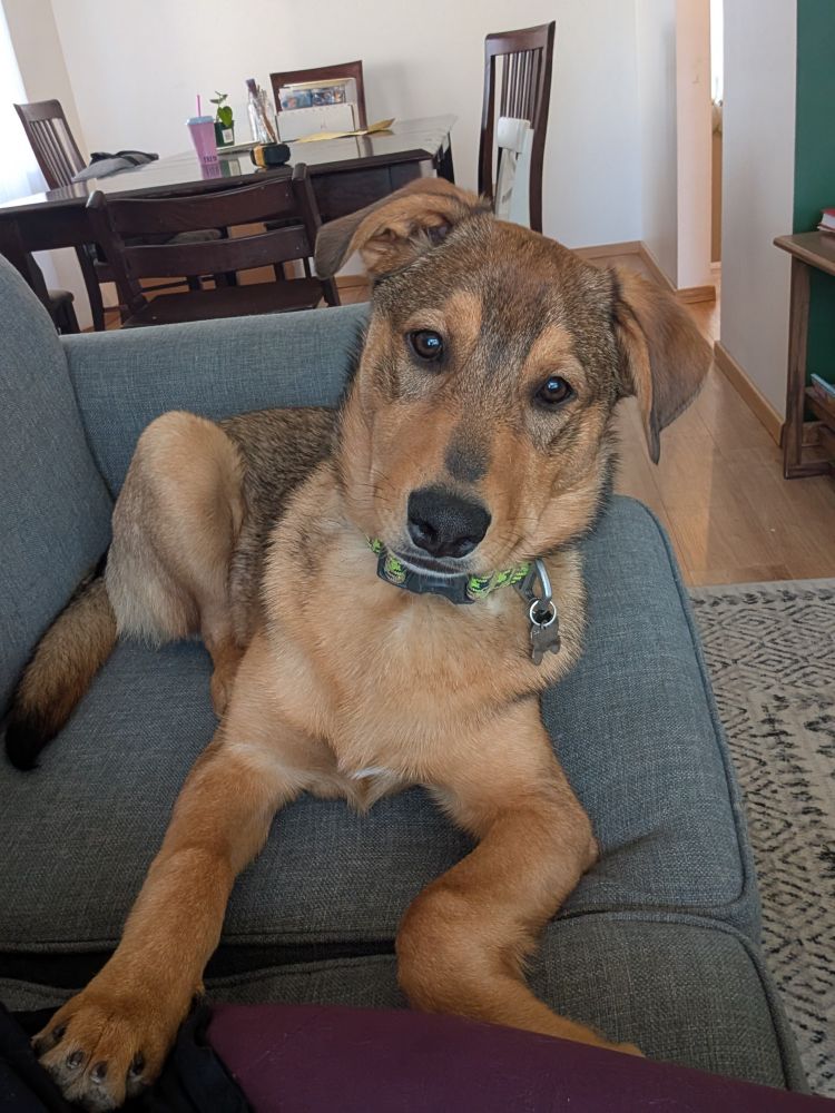 A mixed-breed puppy at 6 months of age.