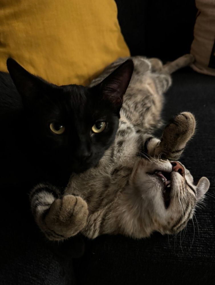 black cat stares into the camera indifferently while a smiling grey tabby cat sprawls out next to him 