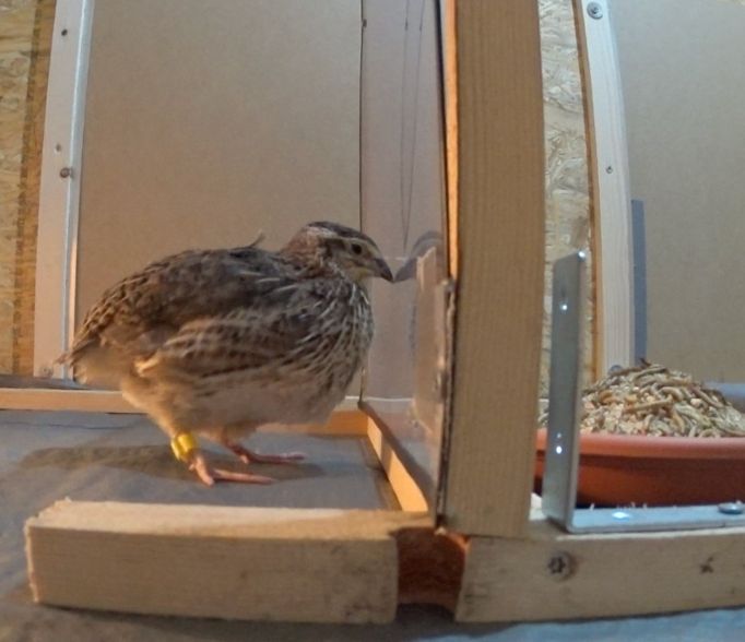 A young quail in front of a transparent barrier, looking towards a massive bowl of grains and mealworms