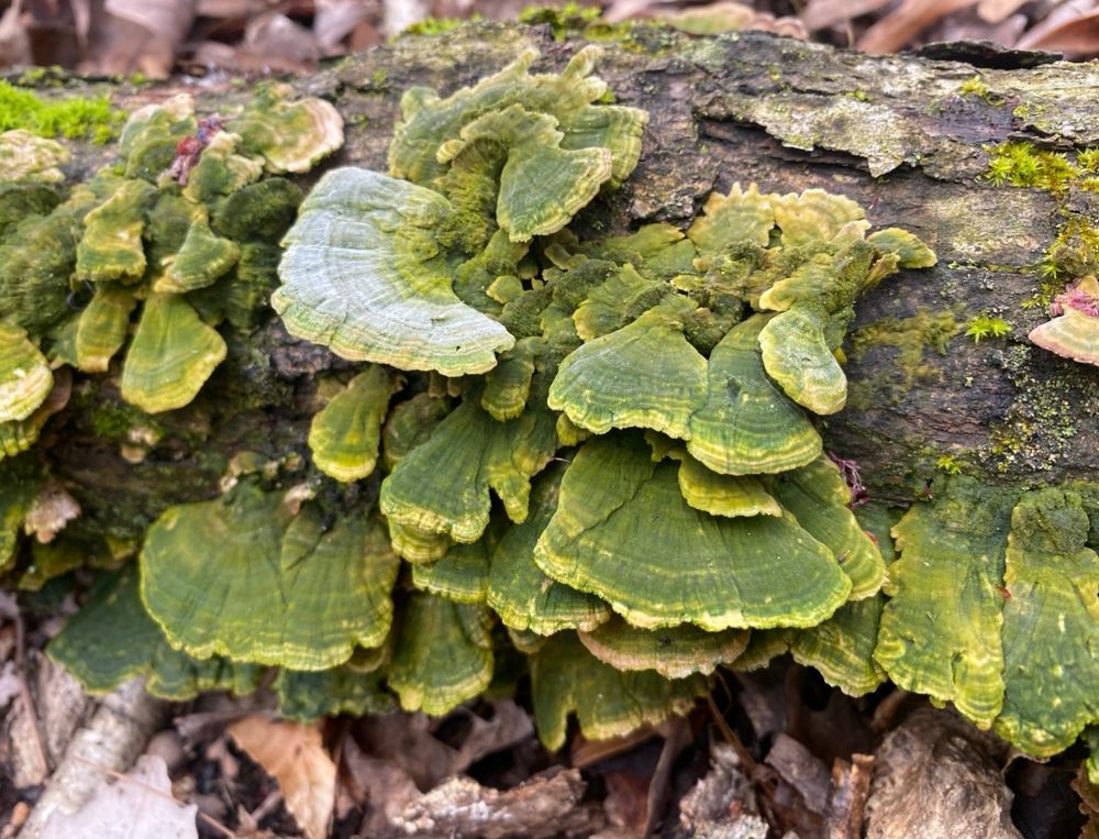 Green mushrooms growing along a rotting log with leaves in the background. 