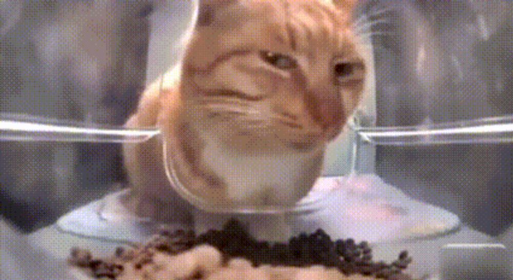 a cat is eating from a bowl of food in a glass bowl .