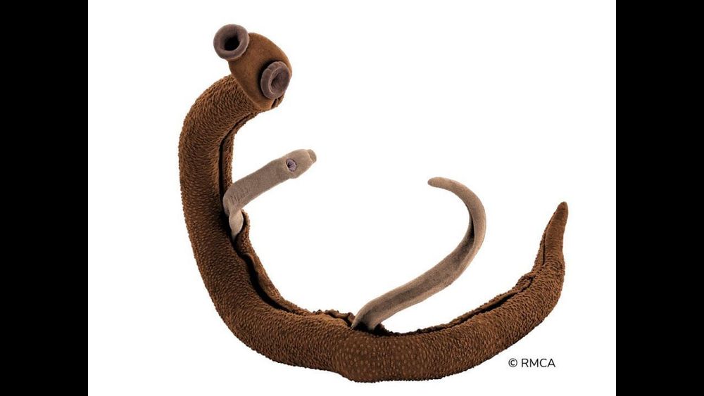 How to sample snails for schistosomiasis control? | ATRAP Project