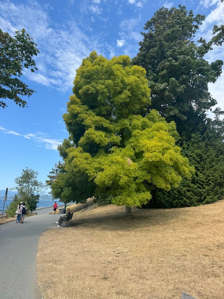 A tree looking very green before Second beach at Stanley Park. 