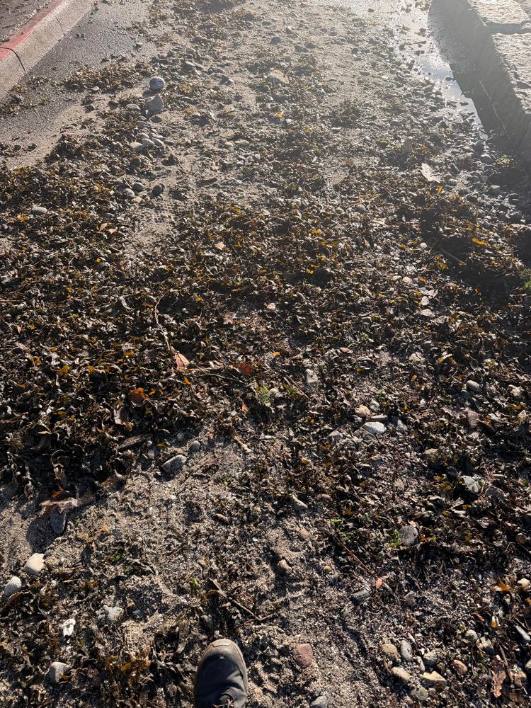 A close of up of seaweed and sand driven up onto the seawall path by recent storms.