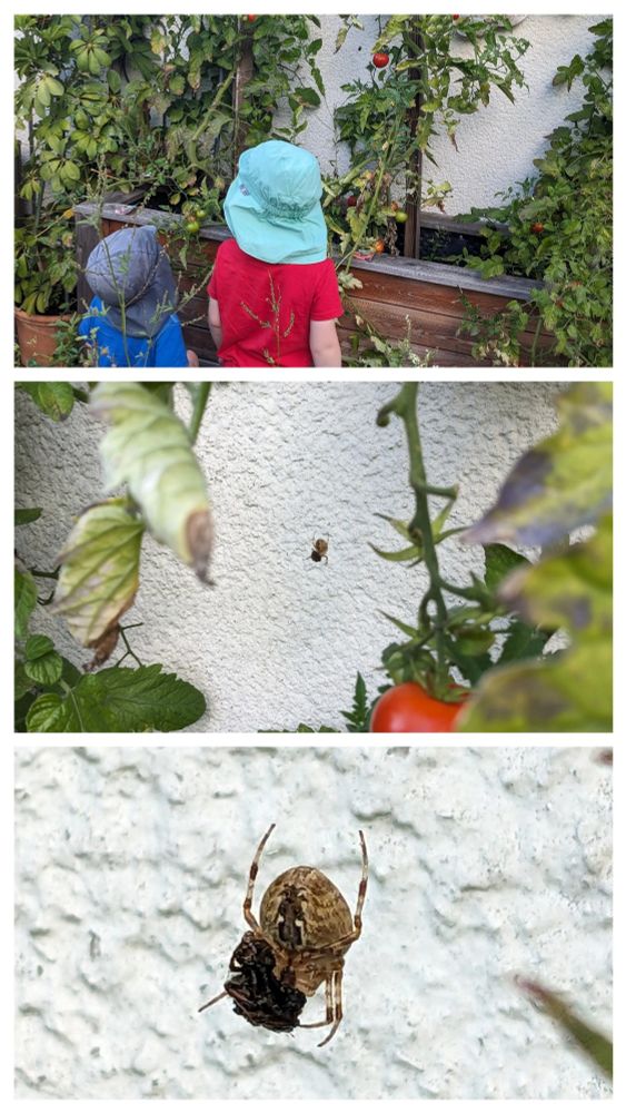 Drei Fotos untereinander. Ganz oben sieht man zwei Kinder vor einem Hochbeet mit Tomaten. Auf dem mittleren Bild wurde zwischen die Tomatenpflanzen auf einen dunklen Punkt vor der weißen Hauswand fokussiert. Das untere Foto zeigt eine Nahaufnahme der Kreuzspinne, die die Kinder anschauen. Sie hält ein totes, dunkles Insekt fest.