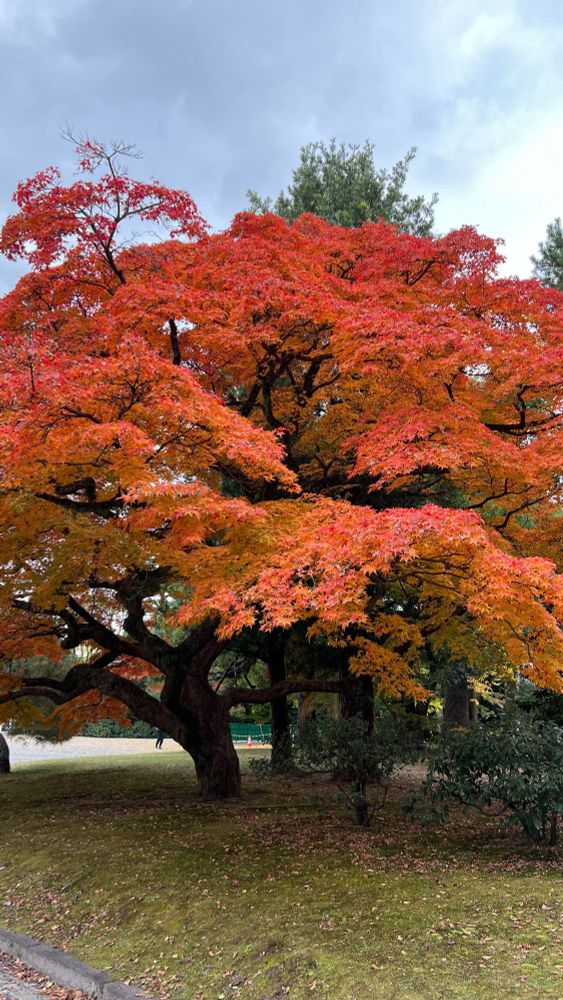 京都御苑の赤く色付いたもみじの木の写真。