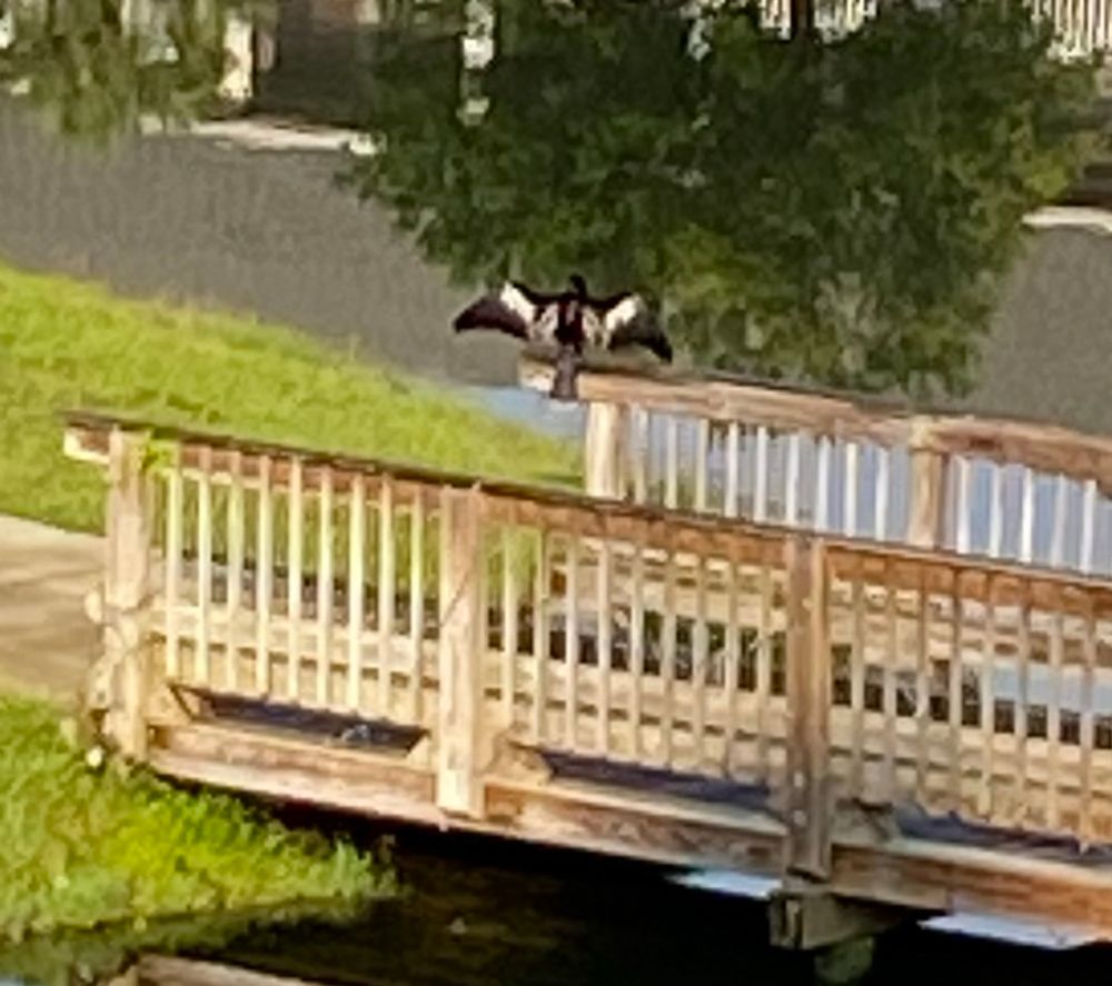An Anhinga drying its wings on the deck leading to a small gazebo overlooking the lake below my parent’s balcony. Shot with my iPhone so this is as close as I could get. We use binoculars for birding