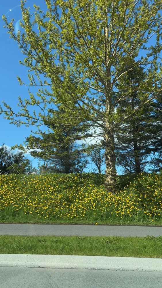 Lots of yellow dandelions on a little green grassy hill by a road with a tree in Iceland. 