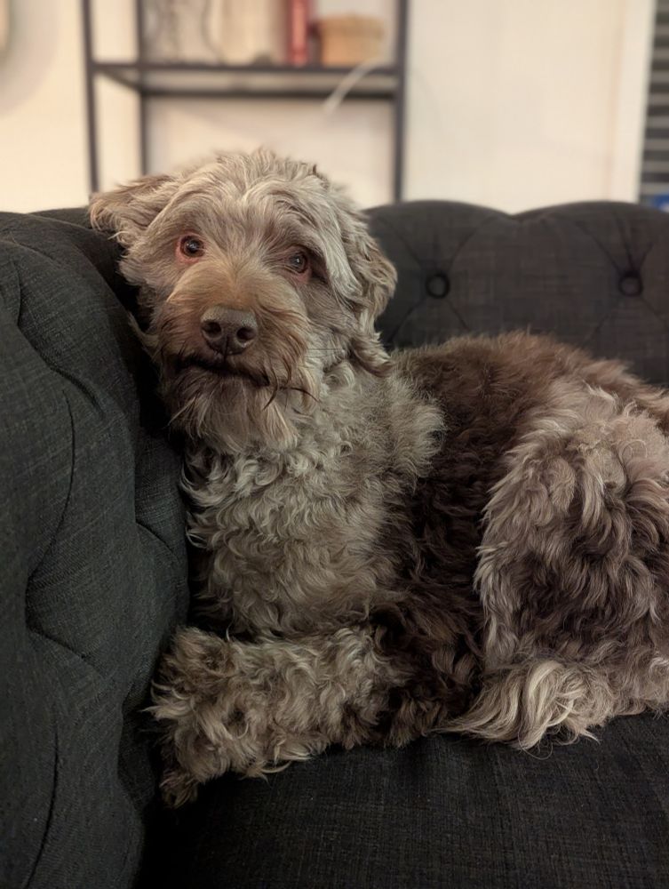 Our good doggo, Frida.