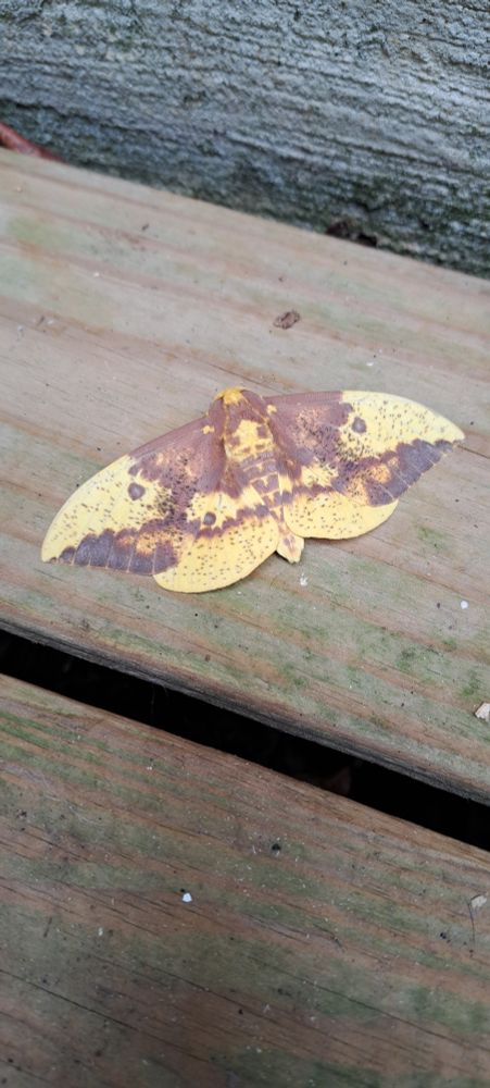overhead view of an imperial moth its coloring resembles a dried fallen leaf