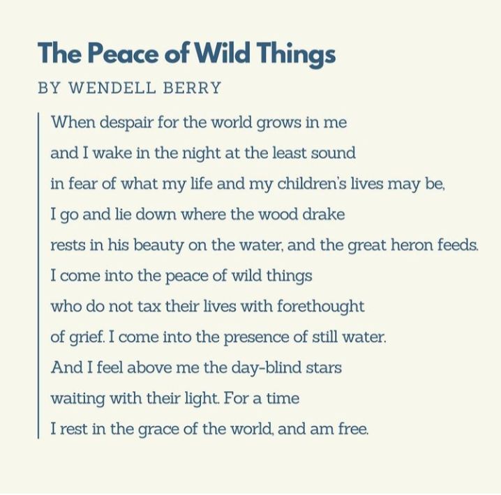 Image of The Peace of Wild Thing by Wendell Berry
When despair for the world grows in me
and I wake in the night at the least sound
in fear of what my life and my children’s lives may be,
I go and lie down where the wood drake
rests in his beauty on the water, and the great heron feeds.
I come into the peace of wild things
who do not tax their lives with forethought
of grief. I come into the presence of still water.
And I feel above me the day-blind stars
waiting with their light. For a time
I rest in the grace of the world, and am free.