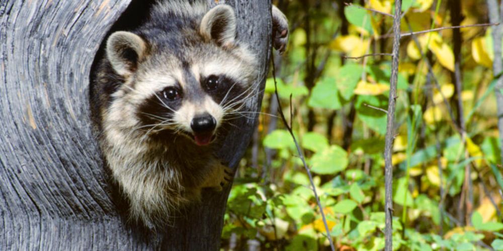 Human cases of raccoon parasite may be your best excuse to buy a flamethrower