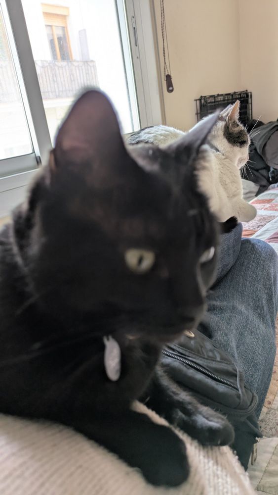 Two cats using an adult human as a glorified, warm catbed.