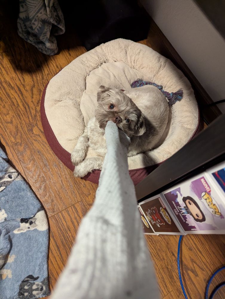 Off white/brown shihtzu in his dog bed latched onto a sock and looking up at the camera 