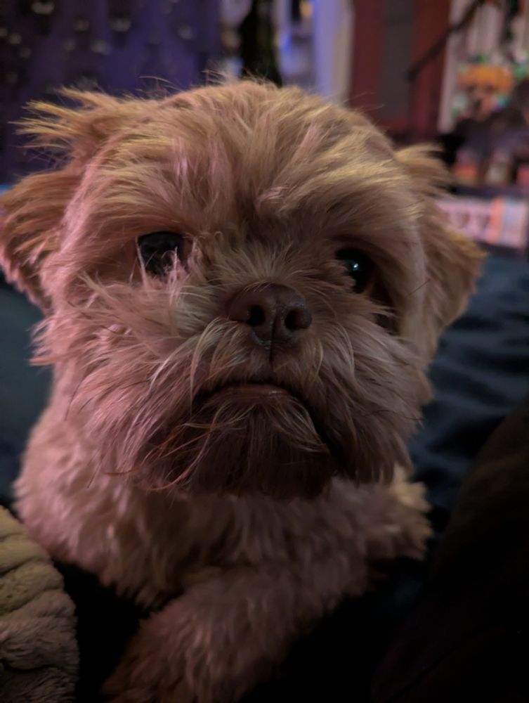 Brown Shihtzu looking at the camera sleepily 