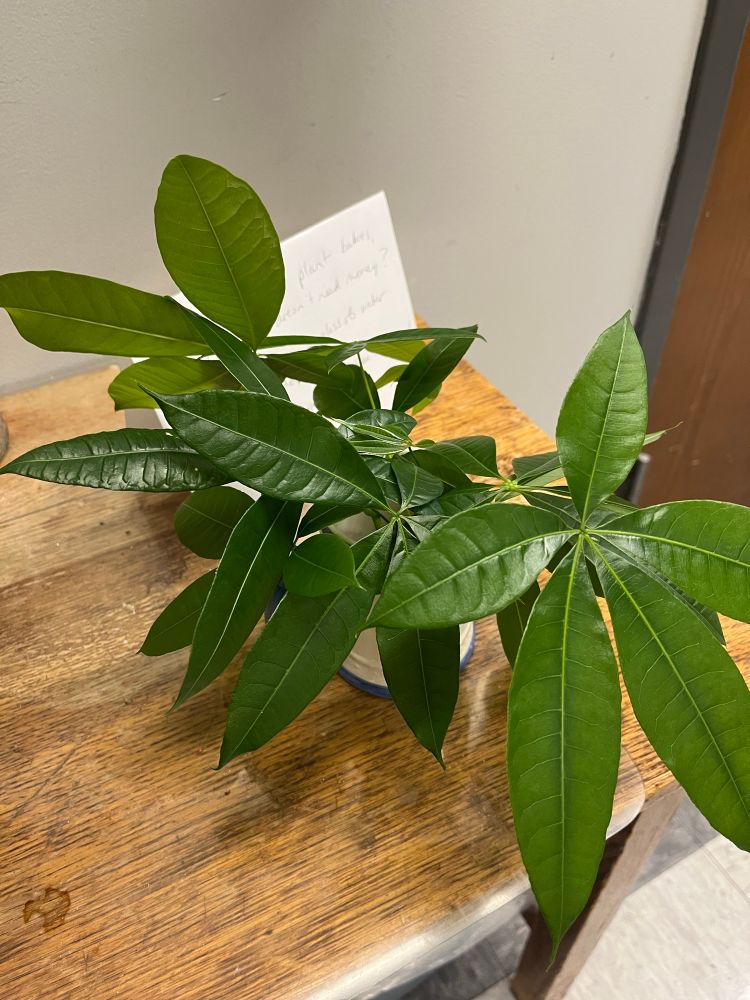 Money tree plant cuttings