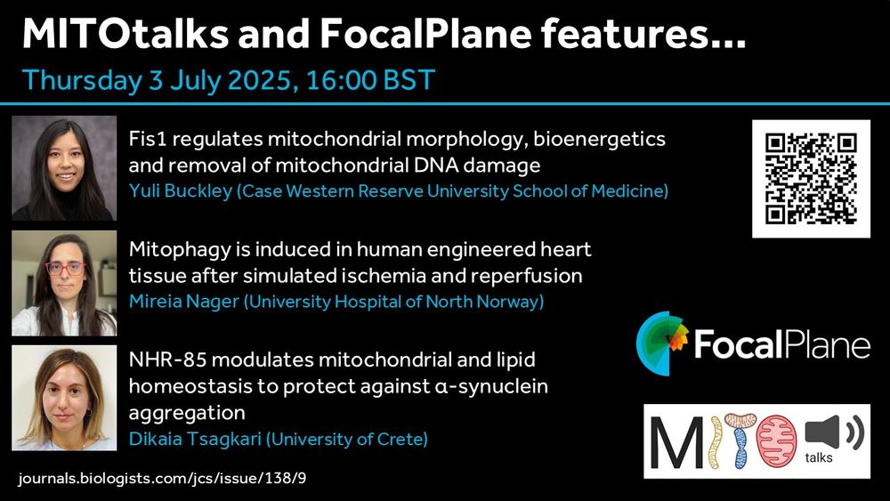 MITOtalks and FocalPlane features...
Thursday 3 July 2025, 16:00 BST
Image of Yuli Buckley - Fis1 regulates mitochondrial morphology, bioenergetics and removal of mitochondrial DNA damage
Yuli Buckley (Case Western Reserve University School of Medicine)
Image of Mireia Nager - Mitophagy is induced in human engineered heart tissue after simulated ischemia and reperfusion
Mireia Nager (University Hospital of North Norway)
Image of Dikaia Tsagkari - NHR-85 modulates mitochondrial and lipid homeostasis to protect against α-synuclein aggregation
Dikaia Tsagkari (University of Crete) 
journals.biologists.com/jcs/issue/138/9 
QR code
FocalPlane and MITOtalks logo
