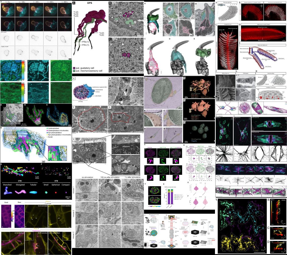 Collage of figures extracted from featured preprints