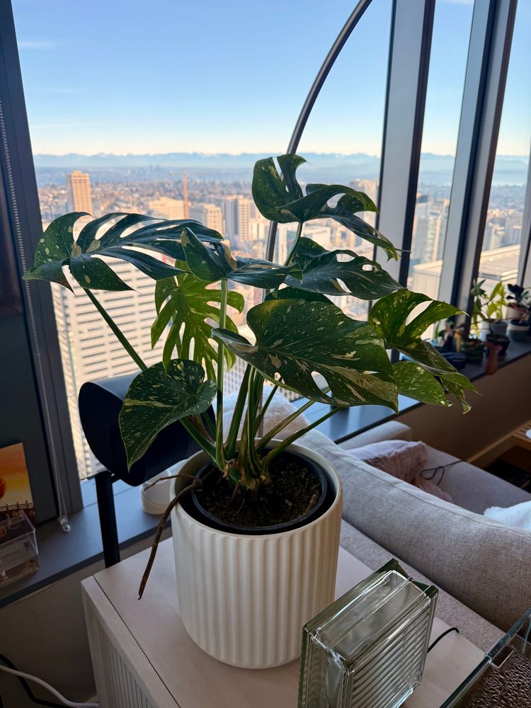 a monstera thai constellation in a white ribbed ceramic pot, sitting on a white wooded surface next to a sofa with windows in the background showing a beautiful sunny day in Seattle