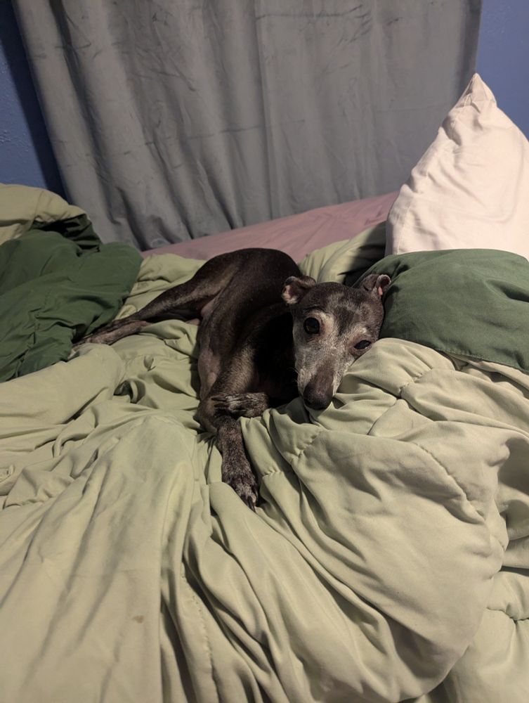 Oswin, a black (going grey) Italian Greyhound laying on a green blanket on a bed with her front legs crossed 