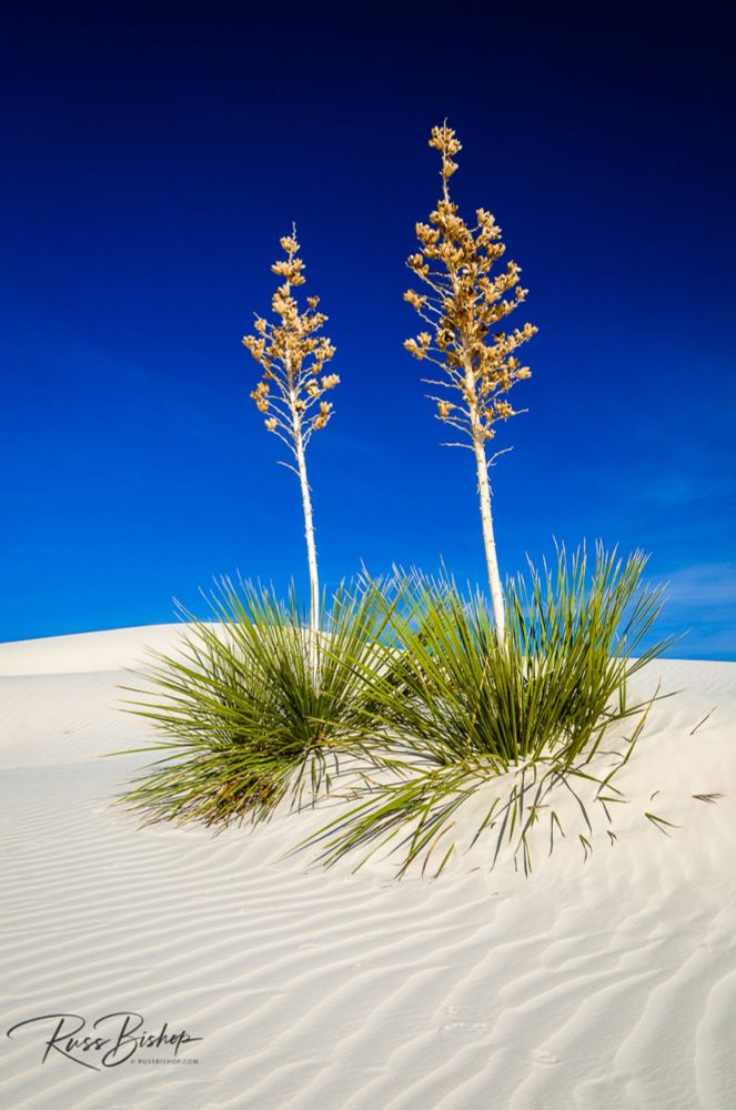 "White Sands" ~ Soaptree Yucca and dunes, White Sands National Park, New Mexico | ©Russ Bishop 