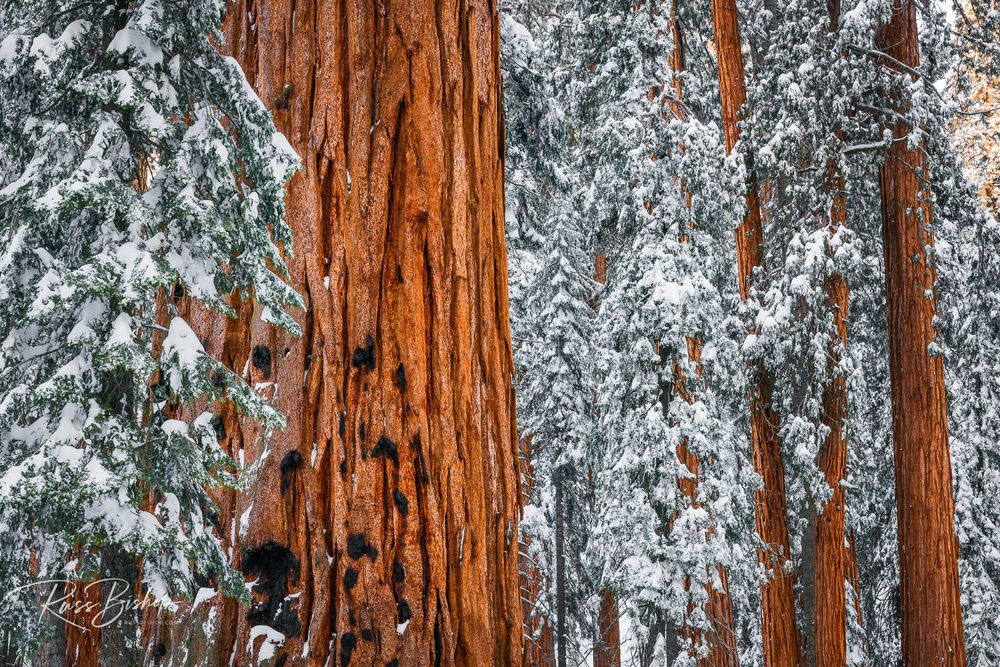 Giant Sequoia in the Congress Grove in winter, Sequoia National Park, California  | ©Russ Bishop 