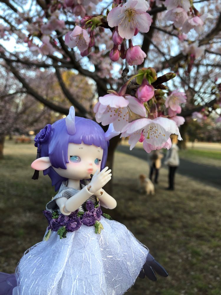 桜の花を物欲しそうに見ているずぃちゃんです。おいしいもんね、桜。