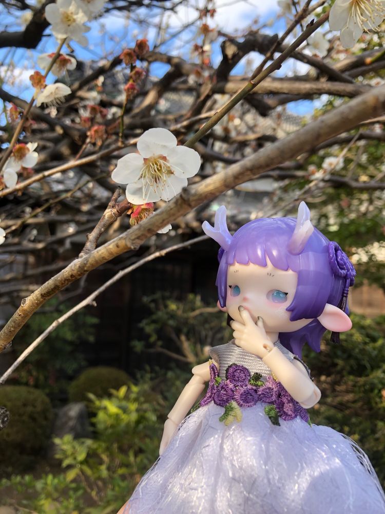 梅の花をものほしそうに見ているずぃちゃんです。おいしいもんね、梅。