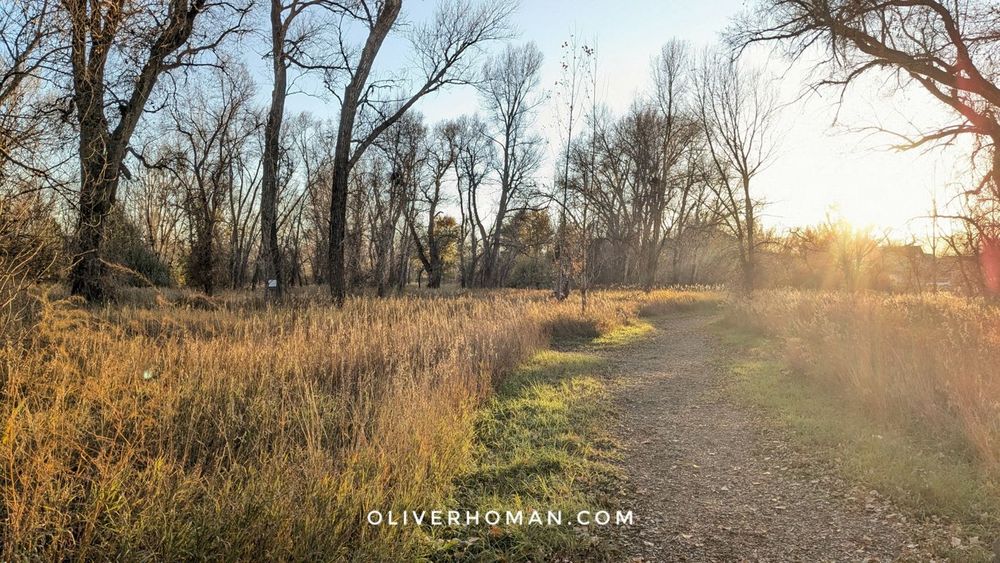 A path curves to the right of the frame with green grass going along the edges. Trees without leaves line the meadow of brown grass. The sun is low in the sky as it is setting in the afternoon.