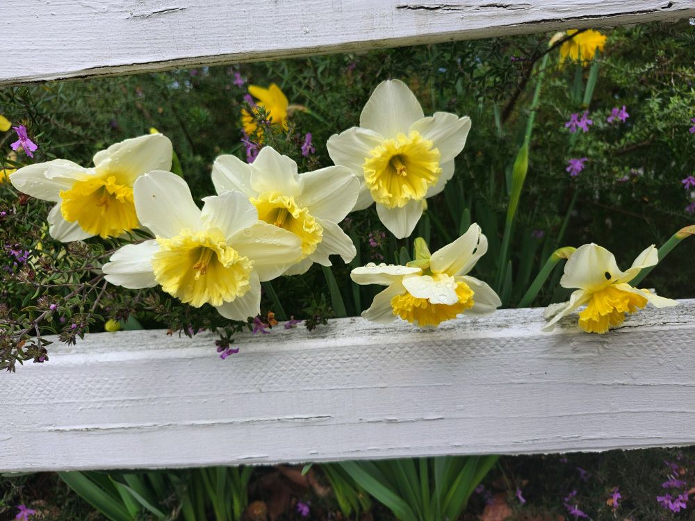 Butter-colored  Daffodils 
