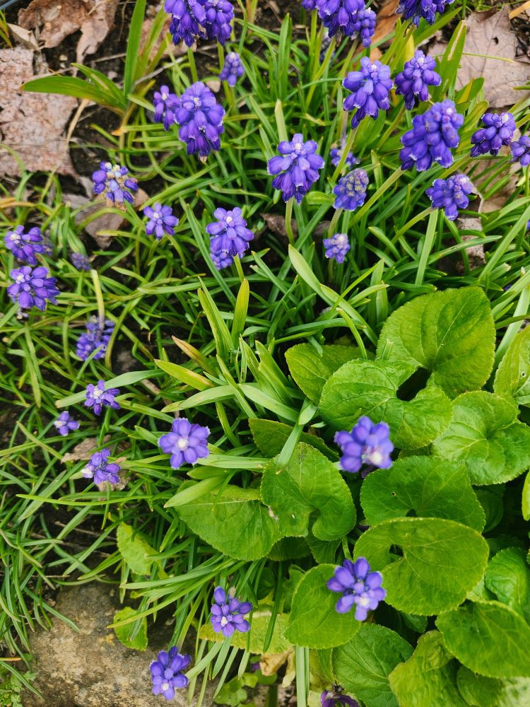 Grape Hyacinths & Violets...both fragrant and harbingers of Spring