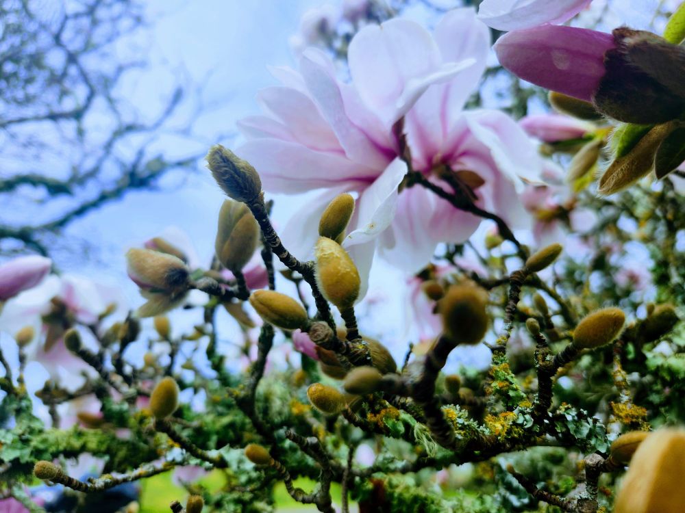 Star Magnolia 