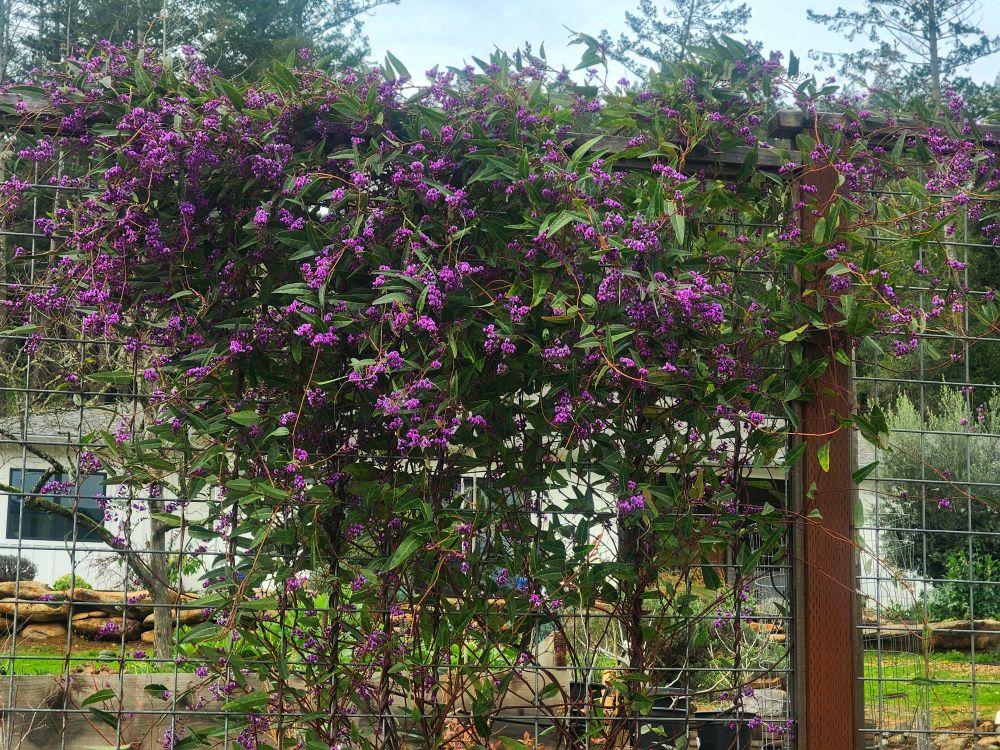 Hardenbergia 'Happy Wanderer', a vine that flowers in February
