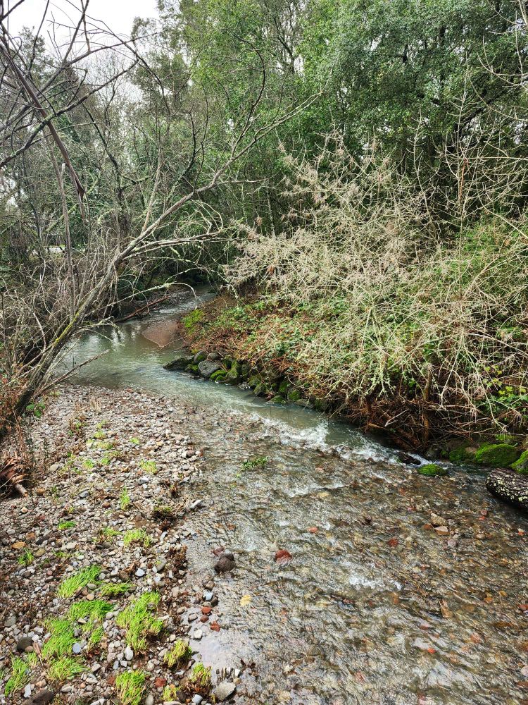 Rincon Creek... Running good! 
