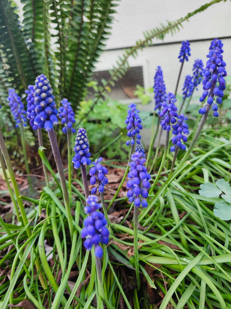 Grape Hyacinth 