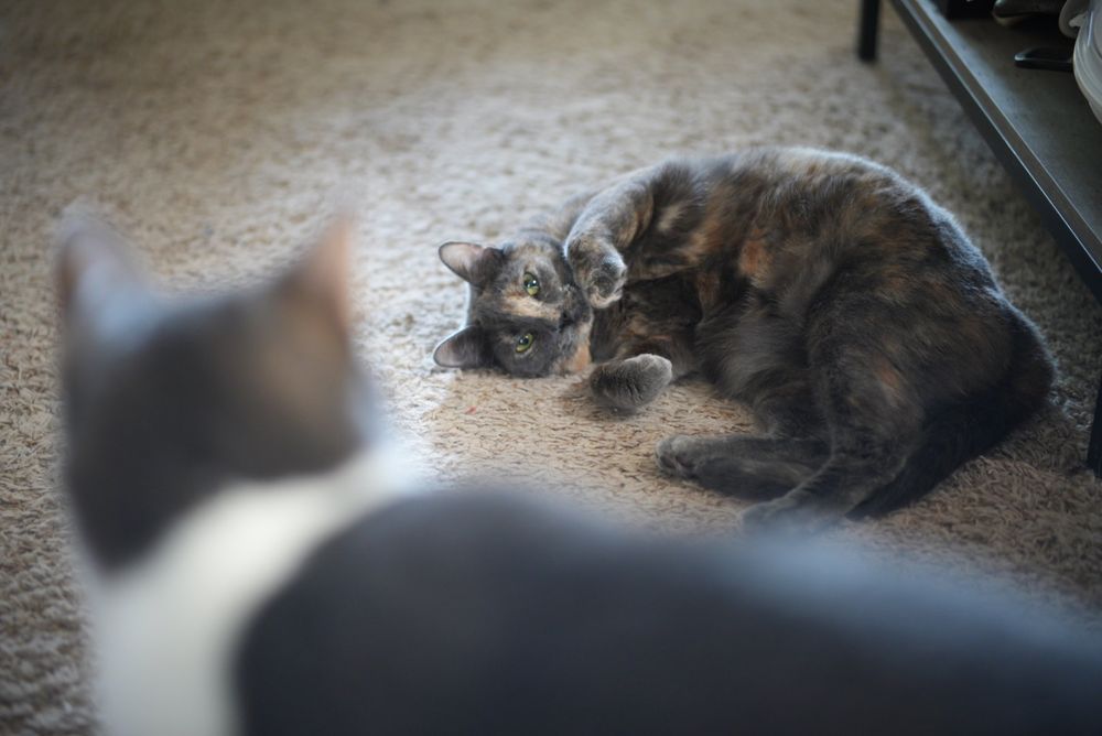 Two cats. One in the foreground out of focus, looking at a second cat on the ground, which has its front paws raised and is looking at the camera
