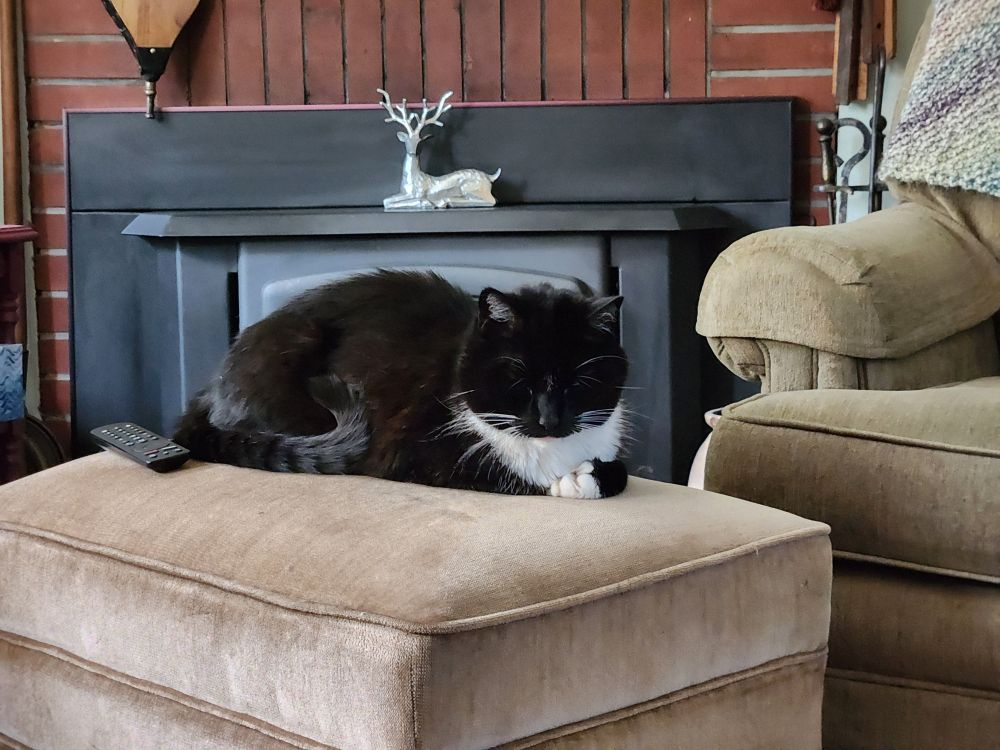 A black car with white chest sits on an ottoman in front of a fireplace