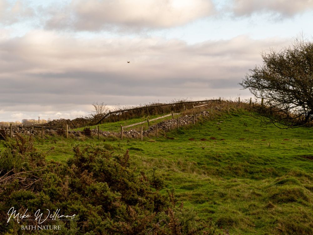 A round barrow - a large mound in grassland with several walls running up the mound