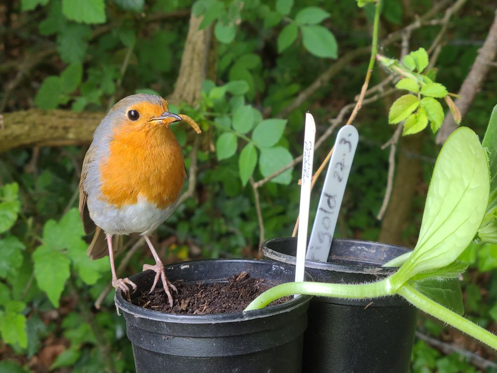 A Robin carrying a mealworm in his beak, perched on a plant pot with a small courgette plant growing in it.